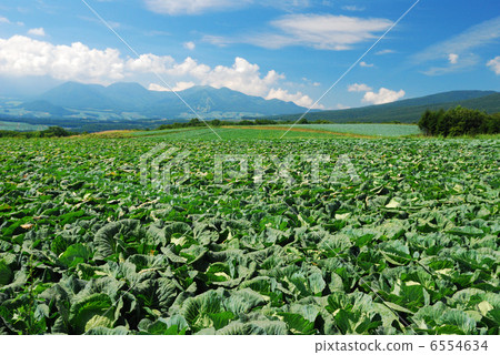 Tsumagoi cabbage 6554634