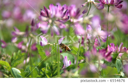 Astragalus flowers and honey bees 6554676