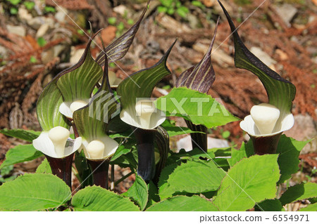 YUKIMOCHISOU YUKIMOCHISOU 6554971