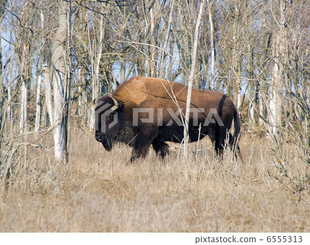 bison bison 6555313