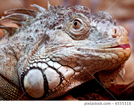 Iguana 6555318