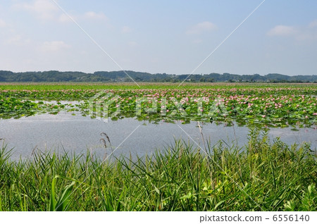 Lot of Izunuma 6556140