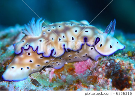 Nuushi Nuushi 6556316