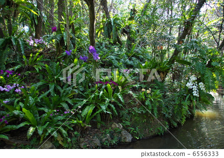 Bios Hill天然植物鑑賞設施 6556333