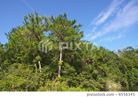 Bios Hill天然植物鑑賞設施 6556343