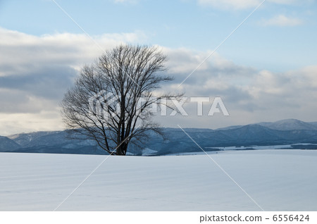 站立在一個多雪的領域的一棵大樹 6556424