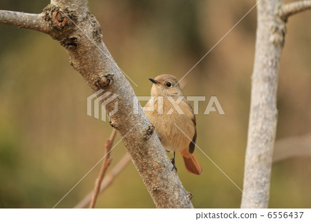 Daurian Redstart ♀ 6556437