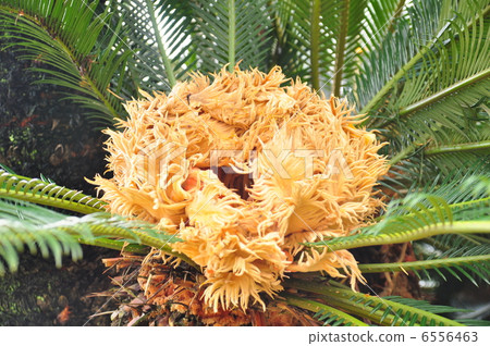 Flower 6556463
