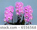 Phalaenopsis orchid pink 3 Honcho Up 6556568