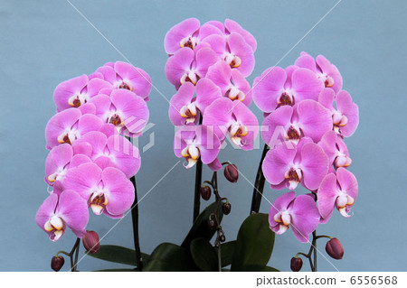 Phalaenopsis orchid pink 3 Honcho Up 6556568