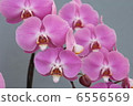 Large Phalaenopsis orchid image 6556569