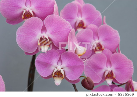 Large Phalaenopsis orchid image 6556569