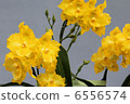 Yellow Comet Orchid Fortuna Image 6556574
