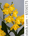 Yellow Comet Orchid Fortuna 6556575