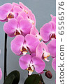 Pink butterfly orchid one 6556576