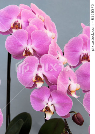 Pink butterfly orchid one 6556576
