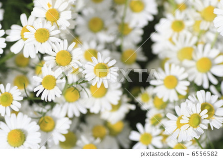 洋甘菊花3 6556582