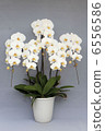 Phalaenopsis orchid white 5 for honorific gift 6556586