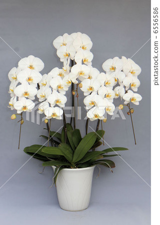 Phalaenopsis orchid white 5 for honorific gift 6556586