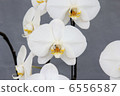 Phalaenopsis orchid primer main 6556587