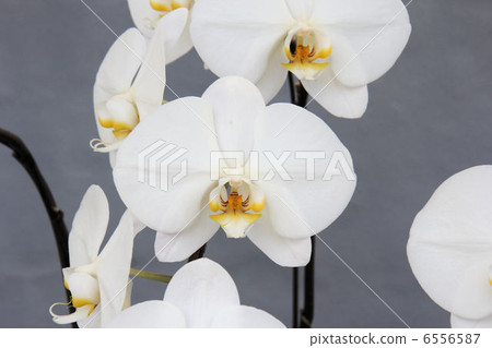 Phalaenopsis orchid primer main 6556587