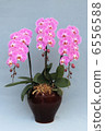 Phalaenopsis orchid pink Three bottles for gifts 6556588