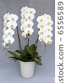 Phalaenopsis orchid white three stands 6556589