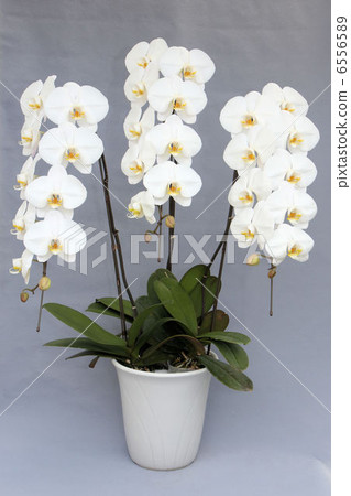 Phalaenopsis orchid white three stands 6556589