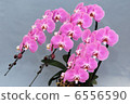 Phalaenopsis orchid pink diagonal 6556590