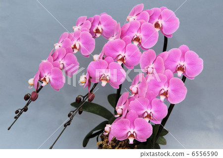 Phalaenopsis orchid pink diagonal 6556590