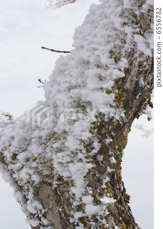 Trunk tree ice Trunk tree ice 6556782