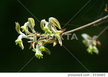 宏碁Maximowiczianum 宏碁Maximowiczianum 6556865