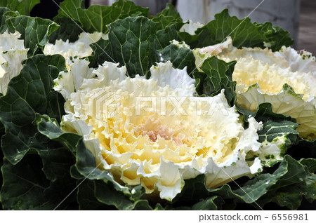 葉子按鈕 6556981