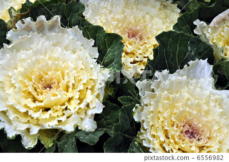 葉子按鈕 6556982