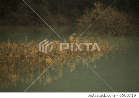 山茶花水壩湖在早期的春天 山茶花水壩湖在早期的春天 6560719
