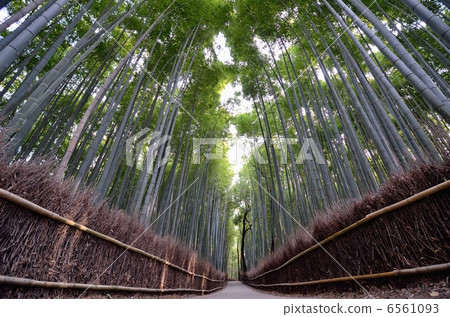 Sagano bamboo grove road Sagano bamboo grove road 6561093