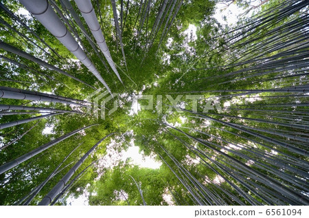 Sagano bamboo grove road 6561094