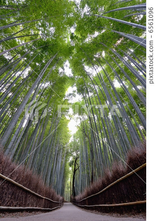 Sagano bamboo grove road Sagano bamboo grove road 6561096