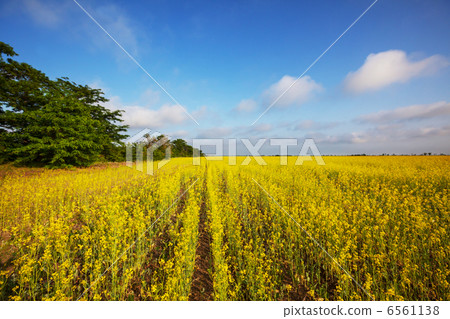 Yellow field Yellow field 6561138