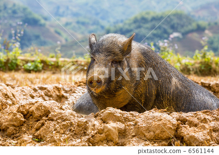 Vietnamese pig Vietnamese pig 6561144