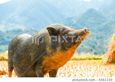 Vietnamese pig Vietnamese pig 6561150