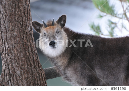 I encountered a Japanese serow 6561190