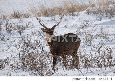 Ezoshika living in severe winter 6561191