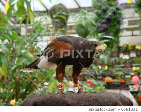Hawk Harrishawk Hawk Harrishawk 6561331