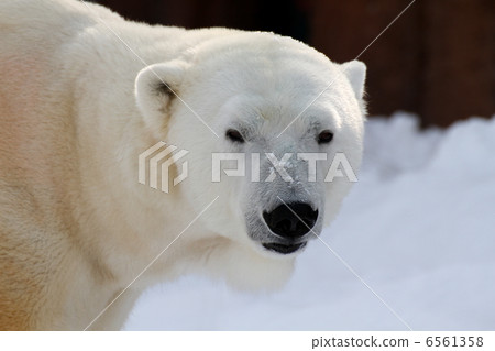 北極熊 6561358