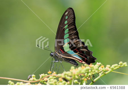 常見的青蠅 6561388