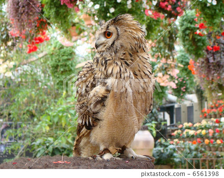 Owl 6561398