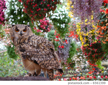 Owl 6561399