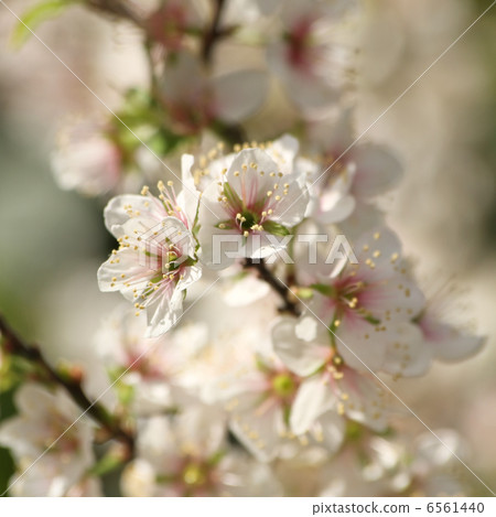 Apple Apple俱樂部 Apple Apple俱樂部 6561440