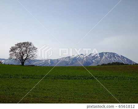 One cherry tree of Koiwai farm and Mt. Iwate One cherry tree of Koiwai farm and Mt. Iwate 6561812